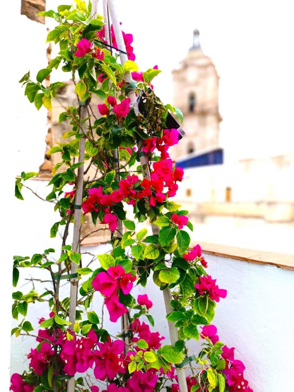 Apartamentos Larios Málaga Extérieur photo